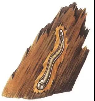 我国第四代半、五代掘进机进入研究阶段，掘进方式可能大不一样